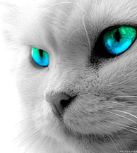 Portrait chatyeuxvert